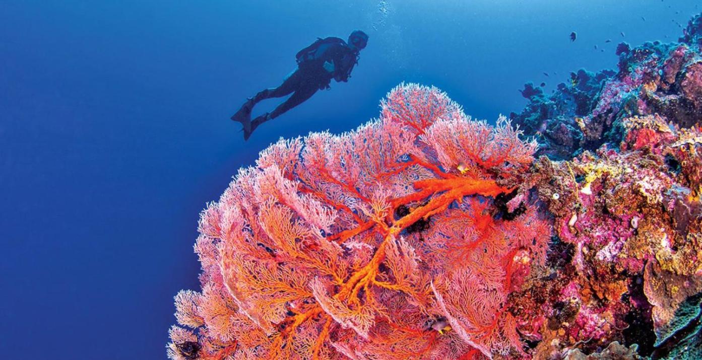 Pristine Paradise Dive Resort - Togean Islands, Una Una Pulau Unauna Eksteriør billede