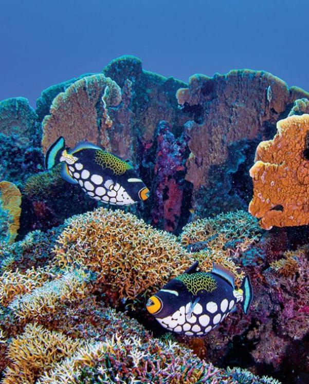 Pristine Paradise Dive Resort - Togean Islands, Una Una Pulau Unauna Eksteriør billede